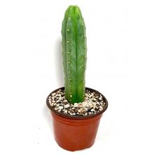 Живой Кактус Trichocereus Bridgesii (Achuna cactus)